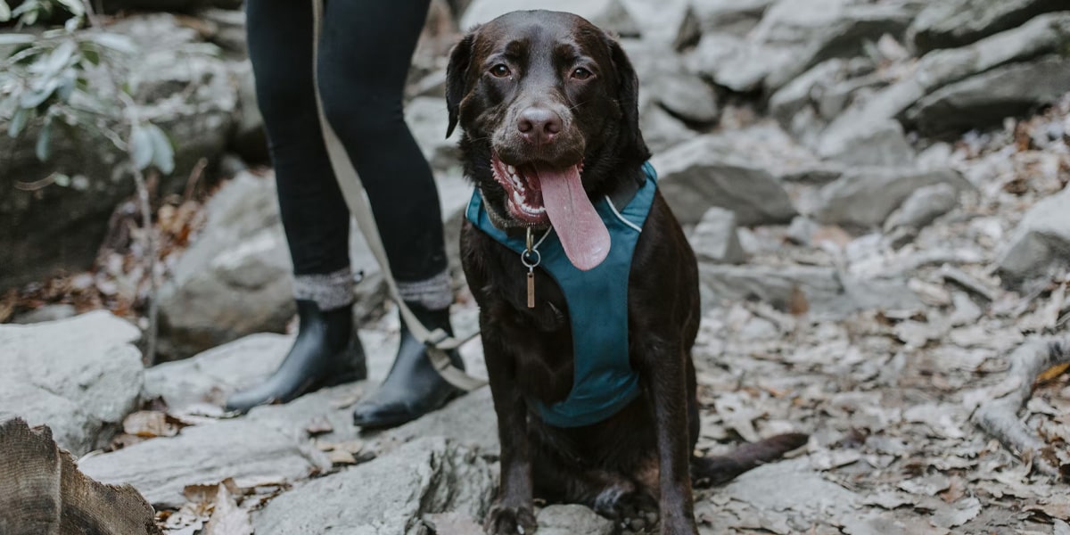 Dog Friendly Hikes Visit Wenatchee